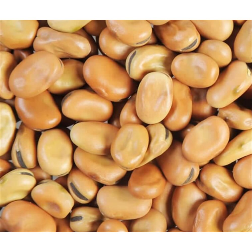 Faba Bean x1kg