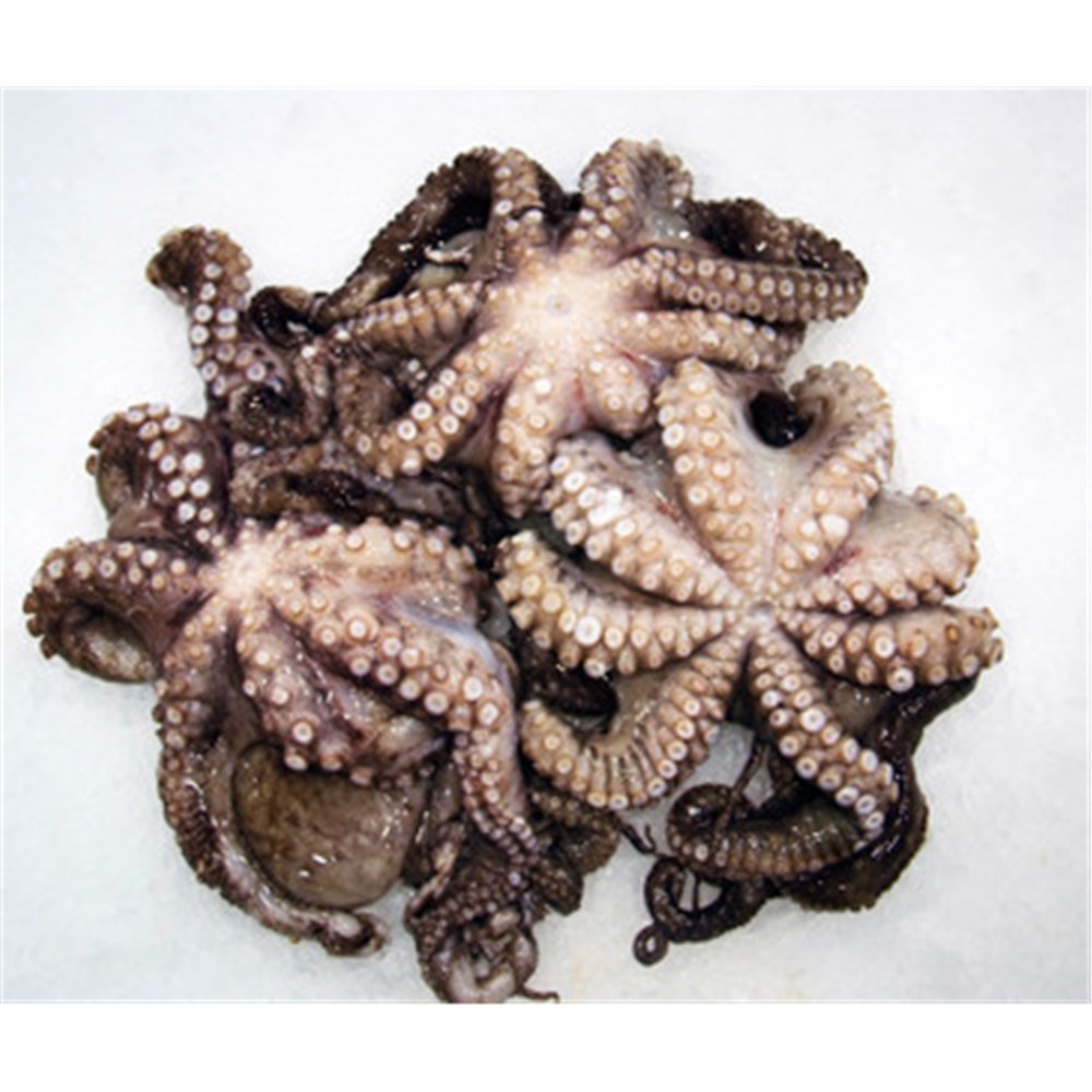 Large Octopus 1000/1500 10kg