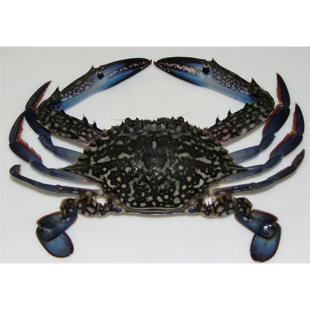 Crab Blue Swimmer RAW Whole 1kg