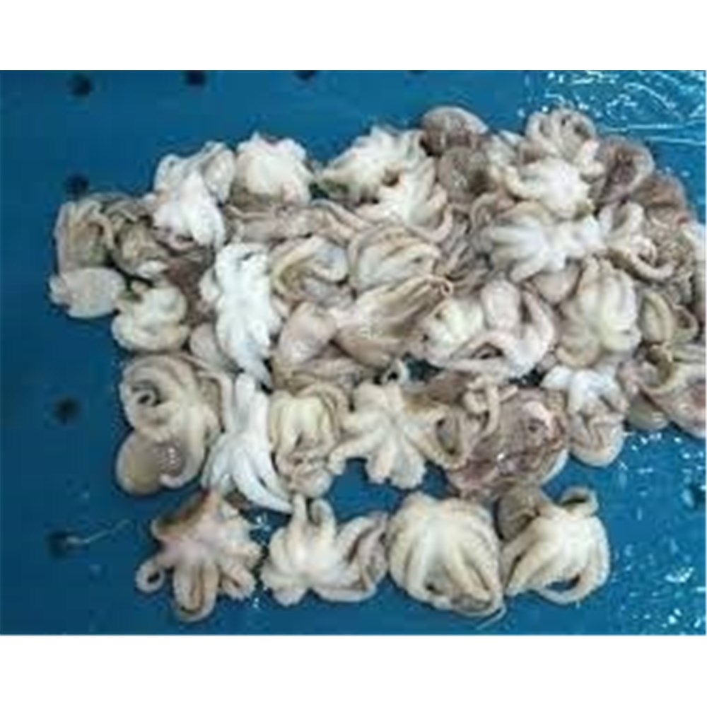 Baby Octopus 26/40 IQF x 900g