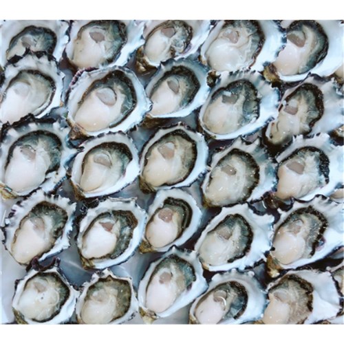Oysters STANDARD Pacific NZ 10 Doz        