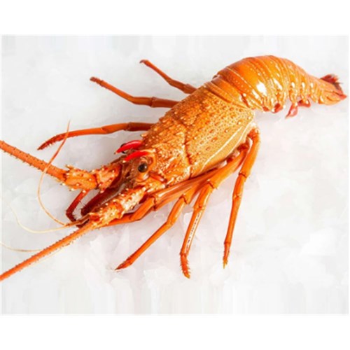 Lobsters Cooked WA x 10kg