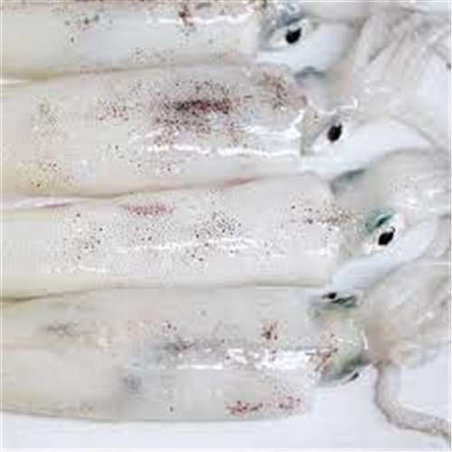 Squid Tubes Natural 100/200 2x5kg