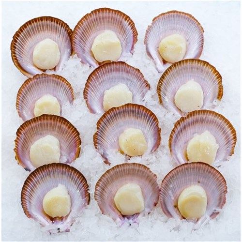 Scallops 1/2 Shell Medium x 10 Doz