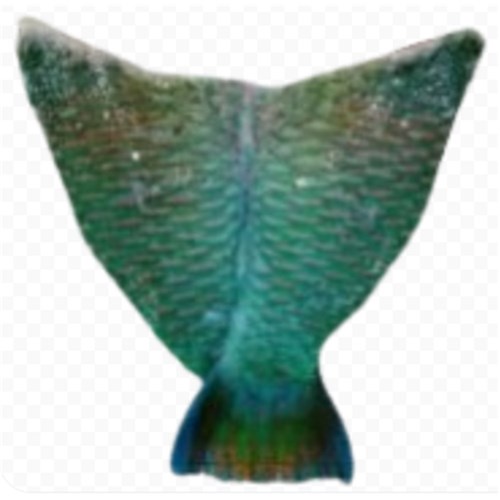 Parrot Fish Butterfly 5kg