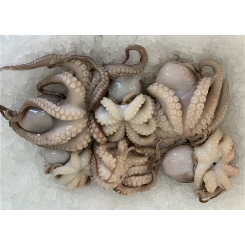 Octopus Baby Whole Cleaned 5/15 1kg