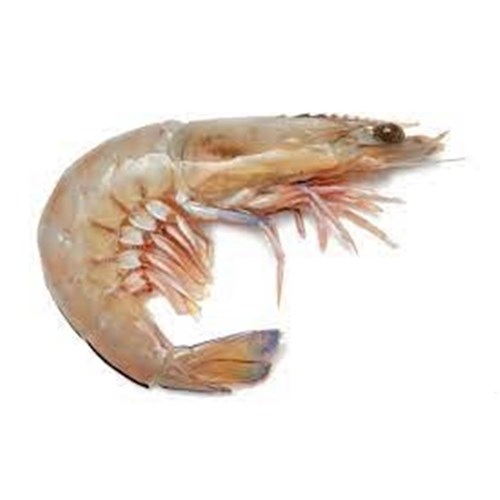 Prawn Whole Green U8 King x5kg
