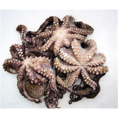Large Octopus 1000/1500 10kg