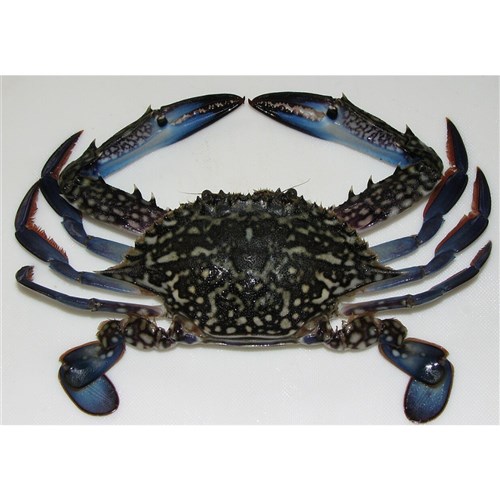 Crab Blue Swimmer RAW Whole 1kg