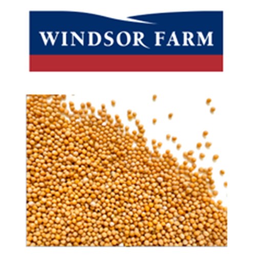Mustard Seeds Yellow 1kg